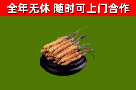 张家港回收冬虫夏草