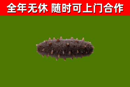 张家港回收海参干